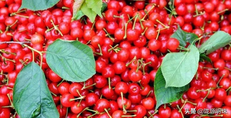 西安摘樱桃的地方推荐附近,西安周边摘樱桃去哪里