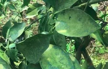 种果树总长青苔，真头疼！教你三招，让青苔消失