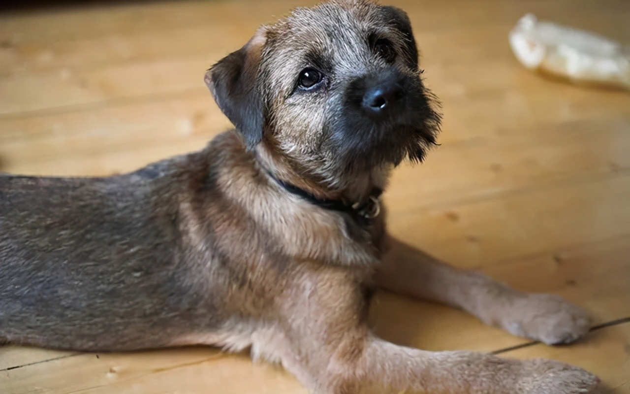 为什么狗狗会得趾间炎,为啥有些狗会得狂犬病