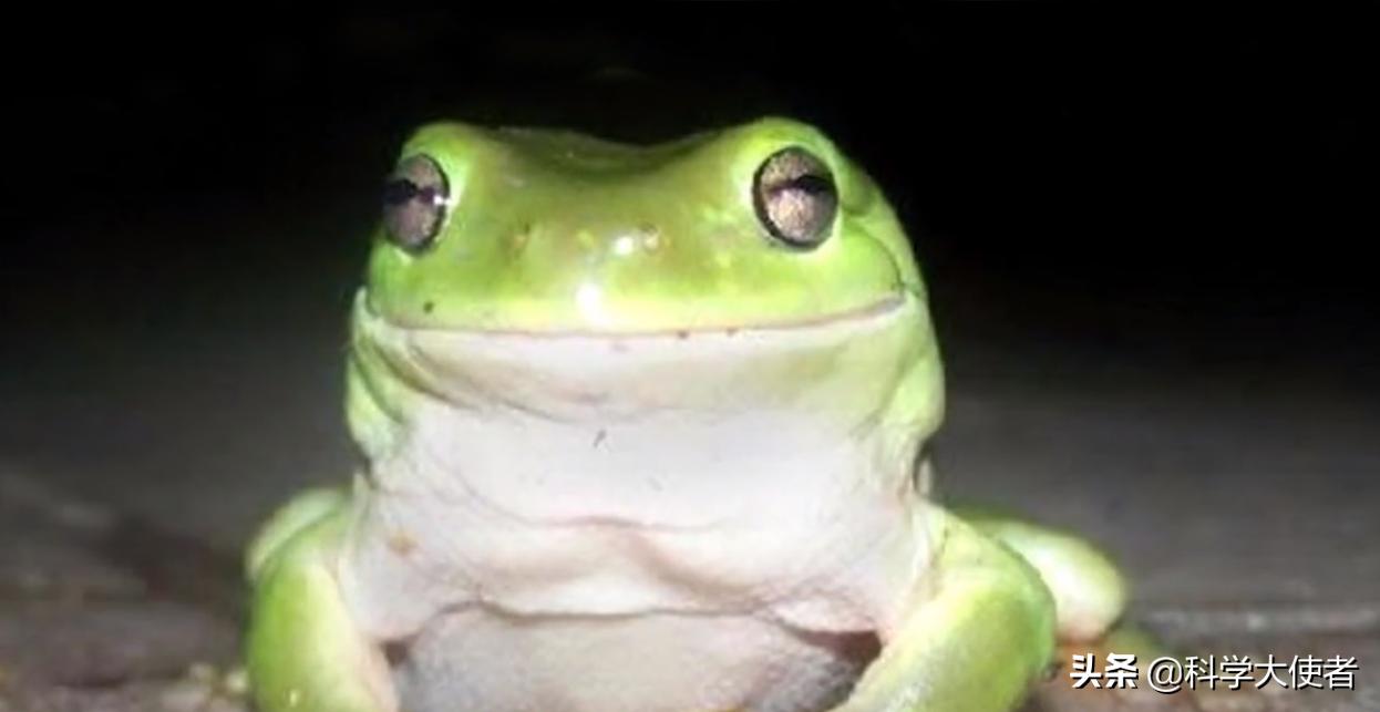 蛇能吃青蛙还是青蛙能吃蛇,蛇吃青蛙的全过程有多可怕