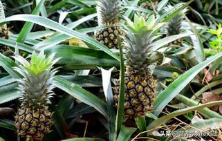 菠萝是热的水果还是寒的水果,菠萝冰镇水果