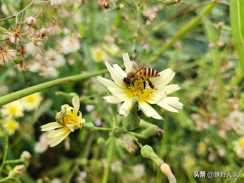 蜜蜂从耳朵进入大脑怎么办,蜜蜂进耳朵里怎么处理