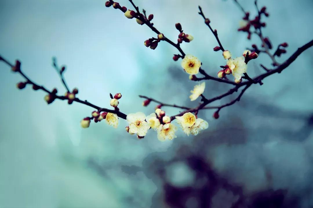 巜以苏轼之名，品味宋代极致美学》——王伟书法之十五