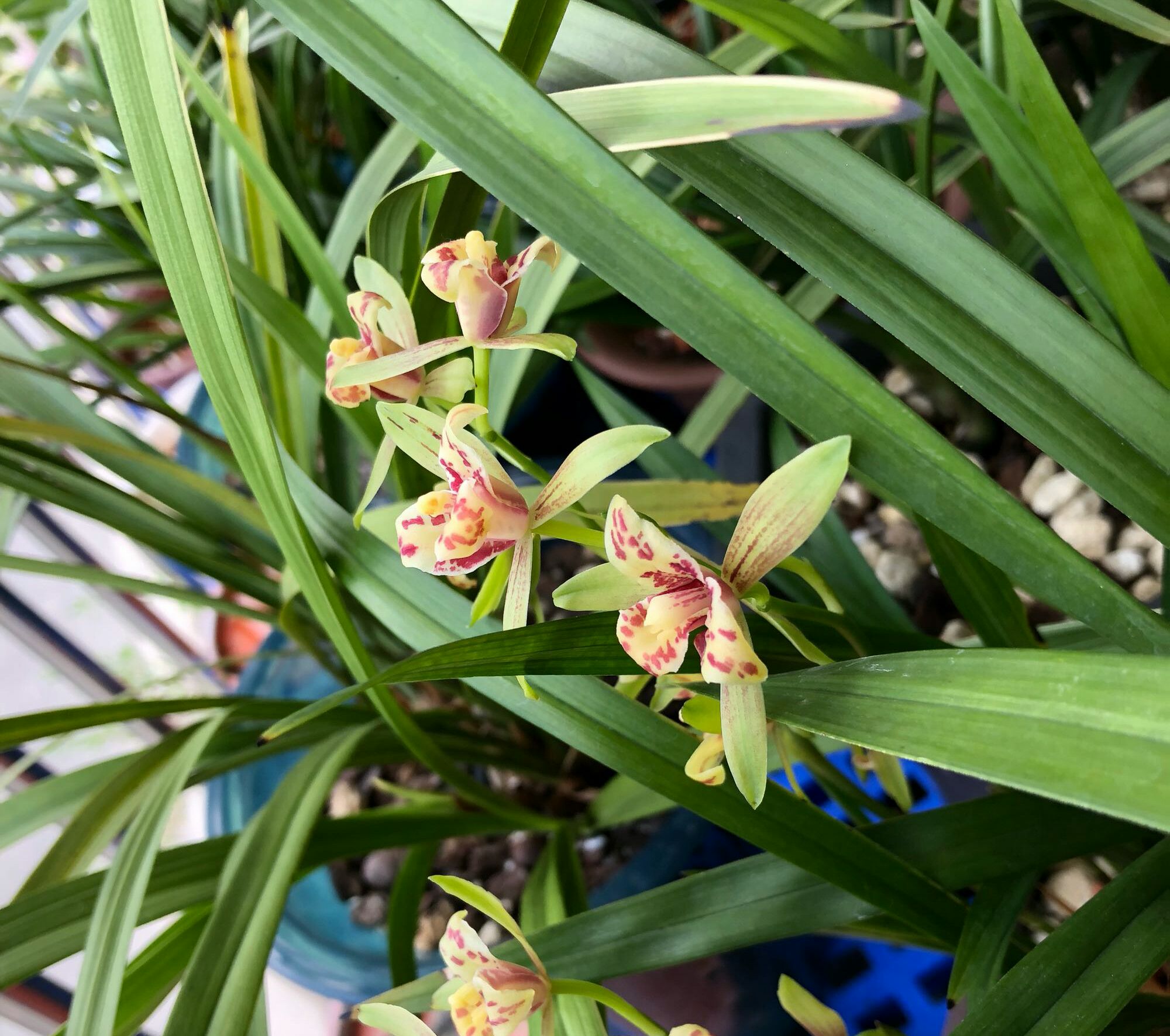 兰花根部长白毛是什么原因,兰花黑根病