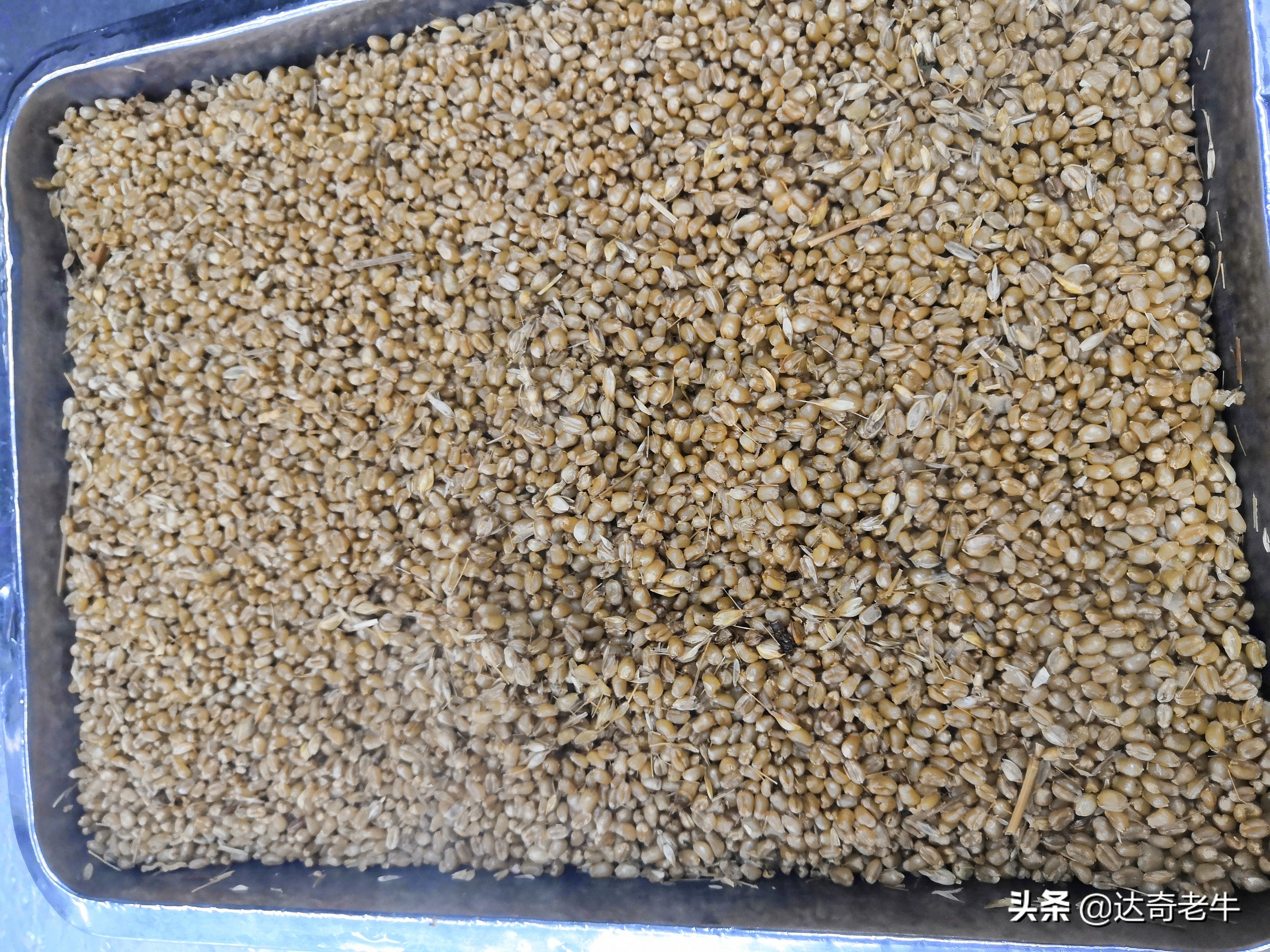 vb麦粒饵搭配窝料,vb麦粒饵可以钓哪些鱼