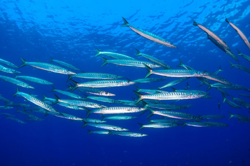 被海洋生物刺伤感染有什么症状,被深海鱼妖咬了怎么办