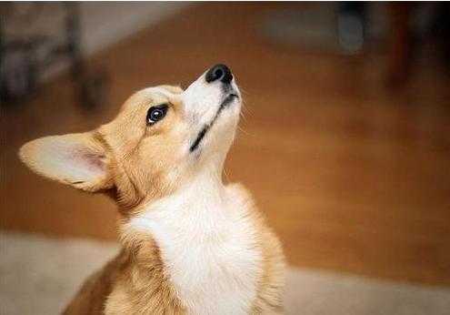 训狗边牧方法,戈赞的最后结局