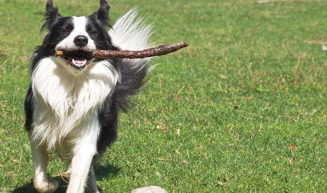 边牧聪明翻车,边牧聪明为什么边牧不当警犬