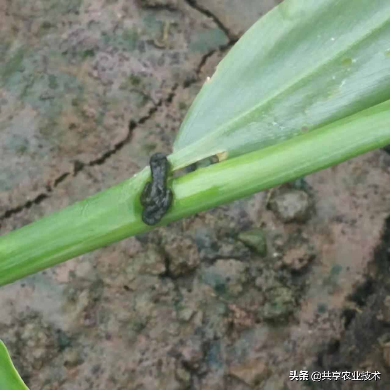 河北行唐：大姜地蜗牛治不治