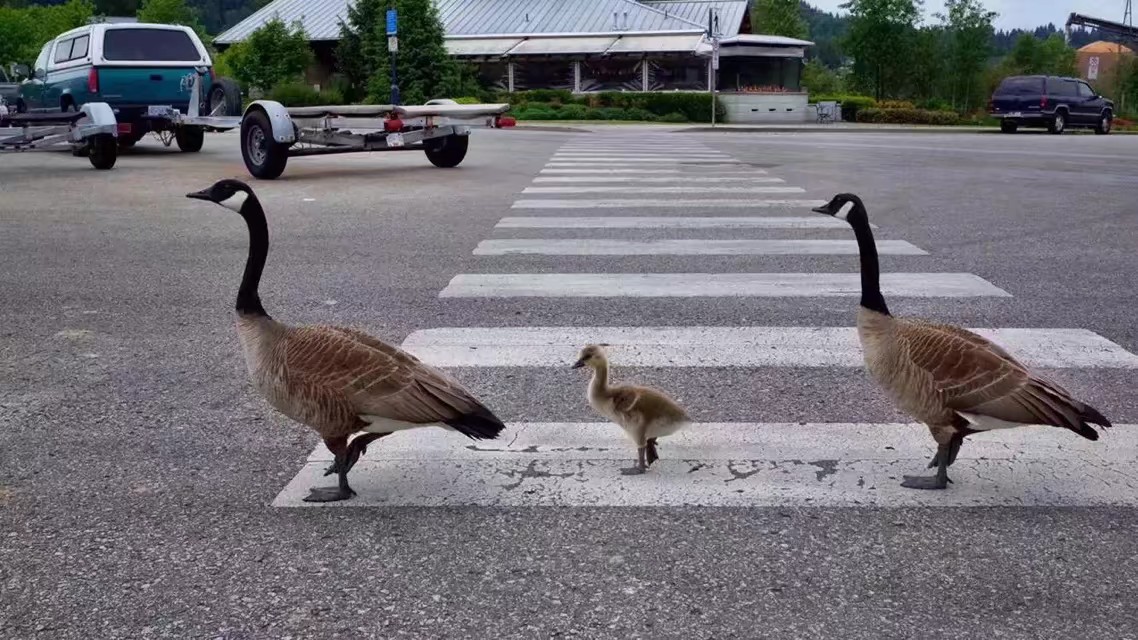 魁北克华人移民真实生活,移民魁北克真实生活