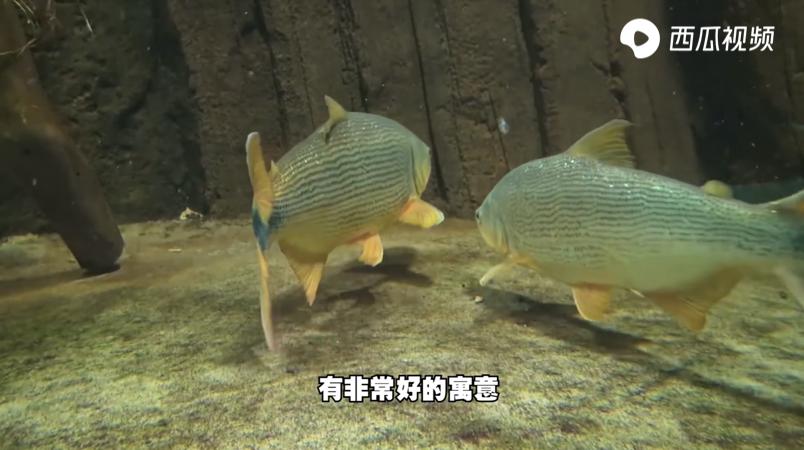 不靠颜值却偏偏要靠实力？此鱼身披黄金甲！西瓜视频邂逅黄金河虎