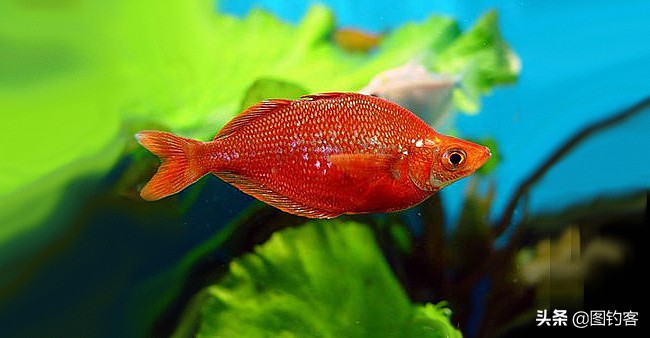 中国前十热带观赏鱼,热带观赏鱼鲤科鱼类主要有哪些鱼