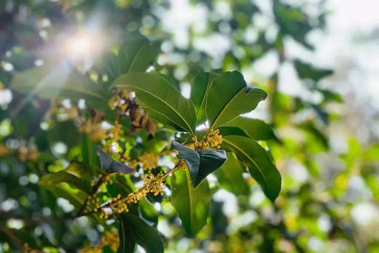 桂花香秋天的味道,南宁青秀山桂花盛开