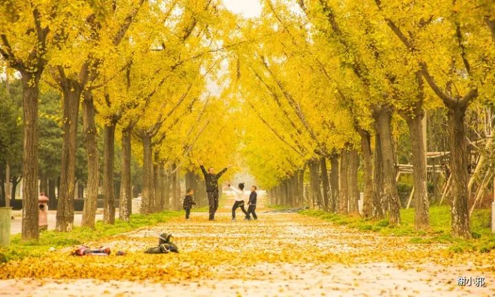 温州银杏哪里最美,温州秋冬的银杏树确实美
