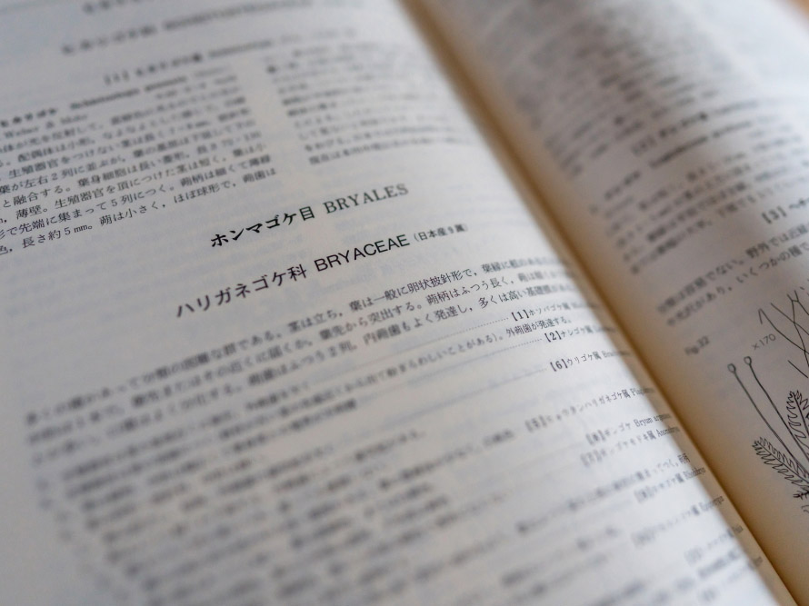 生活中苔藓,苔藓的一生经历了几个阶段