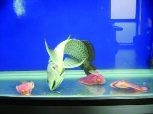 灏忕背鏅鸿兘鎶曞杺楸肩几,灏忕背绫冲鏅鸿兘楸肩几鎬庝箞鎺у埗鐏厜