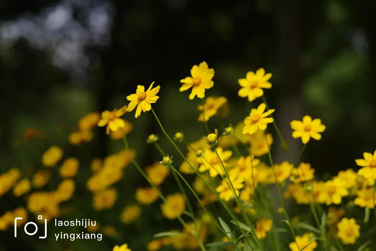 似水流年初中散文阅读,似水年华优美散文