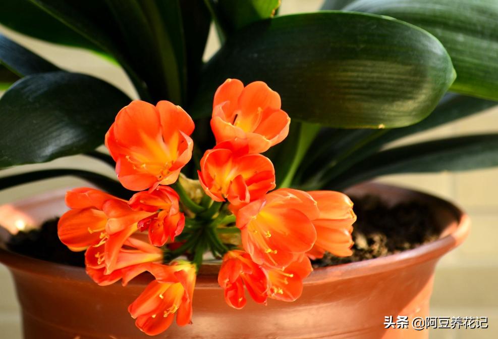 君子兰小苗换盆八大步骤,君子兰旁边长小苗换盆的正确方法