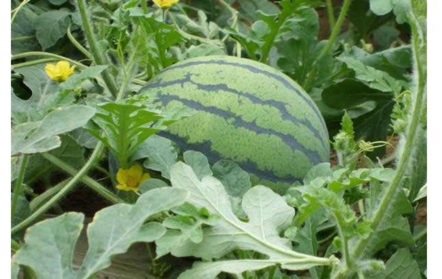 在家种植西瓜怎么起垄,农户如何种植西瓜全教程