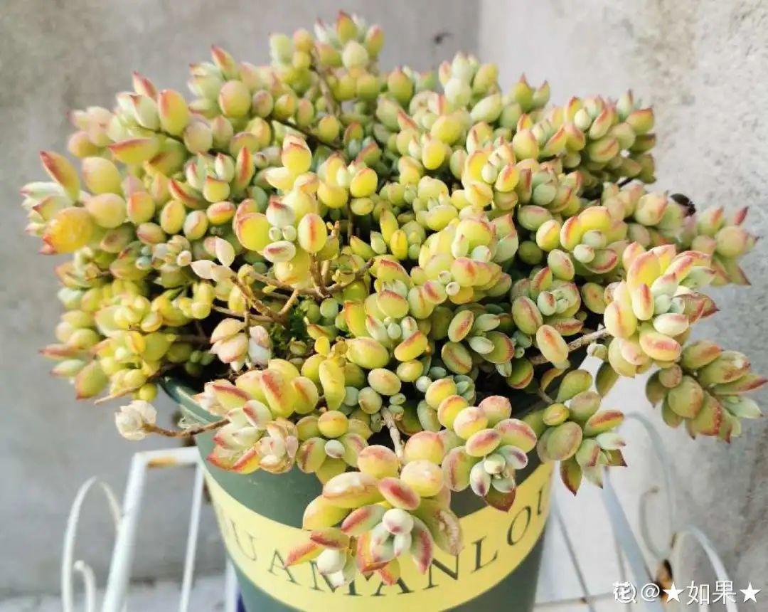 耐寒又好养的香水花,家里可以养法国香水花