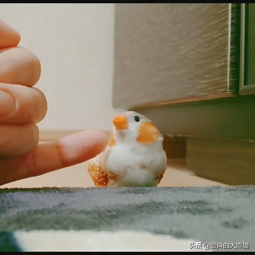 瓒呮不鎰堢殑灏忛笩,瓒呮不鎰堢殑灏忛笩瑙嗛