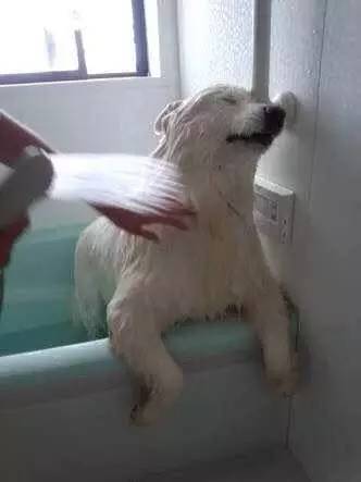 给萨摩耶犬剃毛,给萨摩耶剃毛怎么才能让它不动