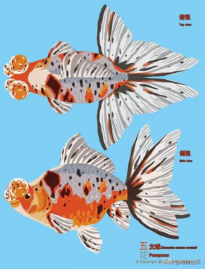绒球金鱼品种图解,金鱼的品种图片大全大图