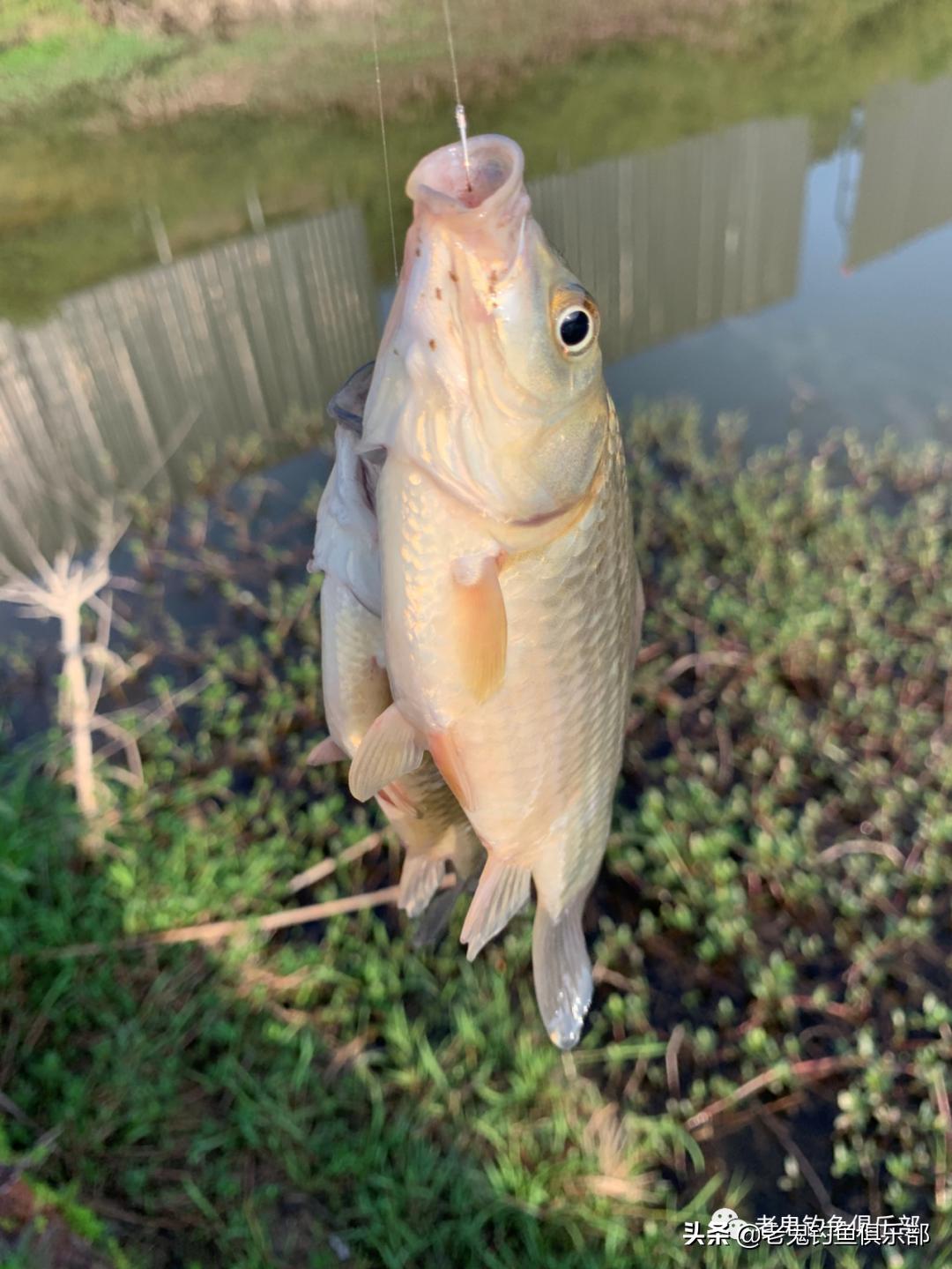 用鬼飞饵钓鱼,用鬼飞路亚怎么样