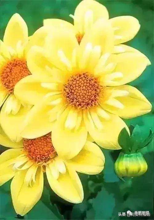 正月初九寓意的吉祥话,正月初九美好的祝福送给有缘的人