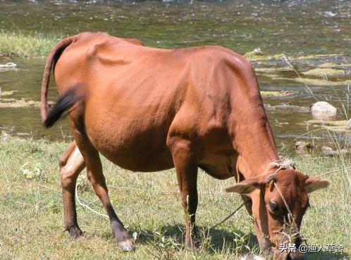 中国地理标志农产品品牌有标识吗,全国农产品地理标志排名