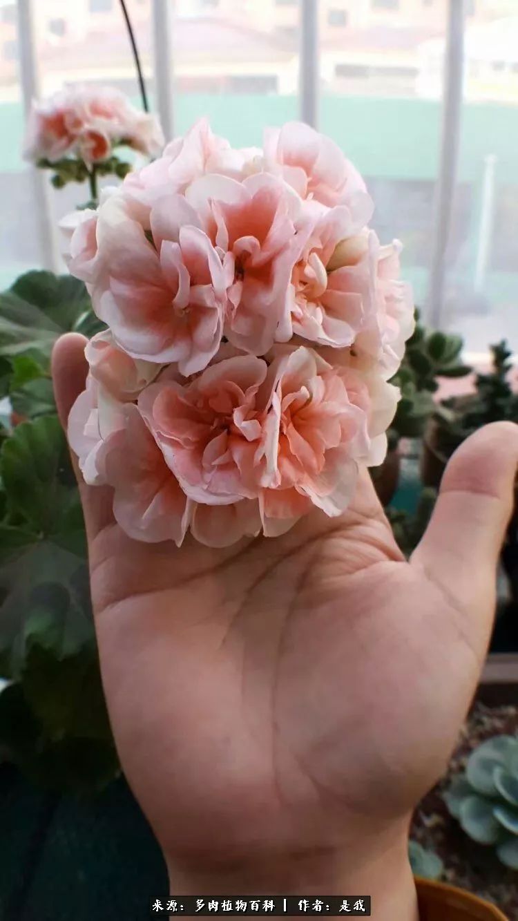 偶遇多肉的感言,偶遇山中多肉