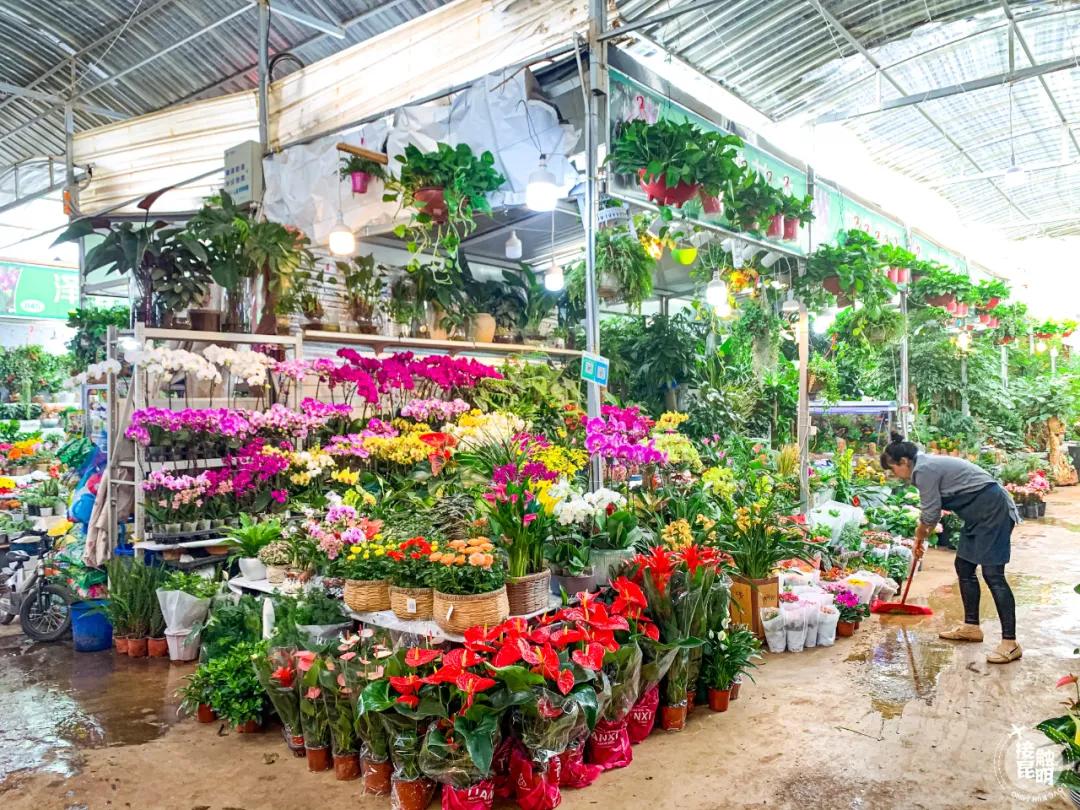 昆明鲜花进货渠道,昆明尚义花市