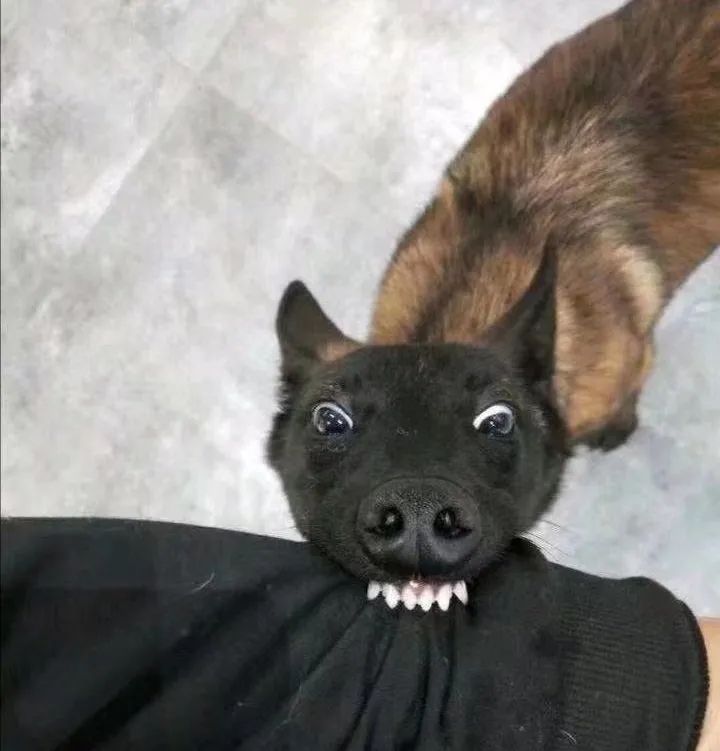 最舔狗的女角色,最火的舔狗女孩