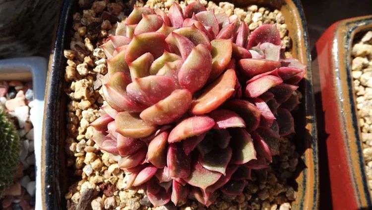 爱机车,爱多肉,宝妈花姐的诗和远方