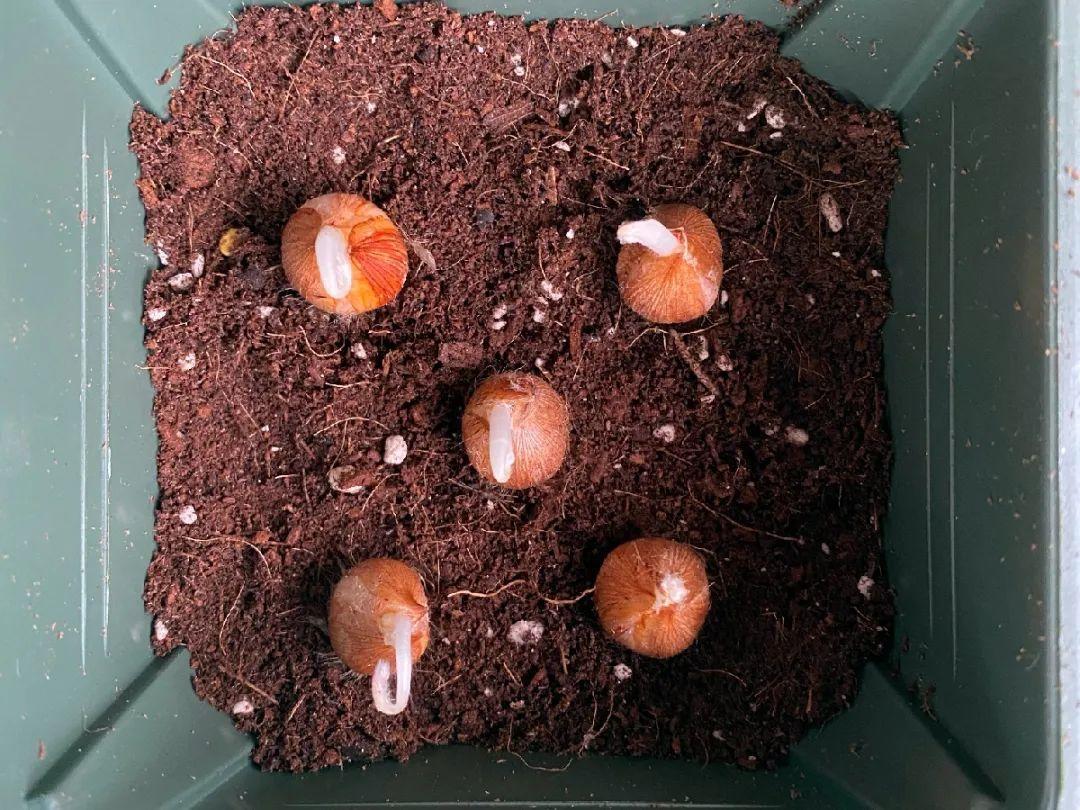 一个小“蒜瓣”,沾土就开花,一平方能养一百盆,生崽一大窝