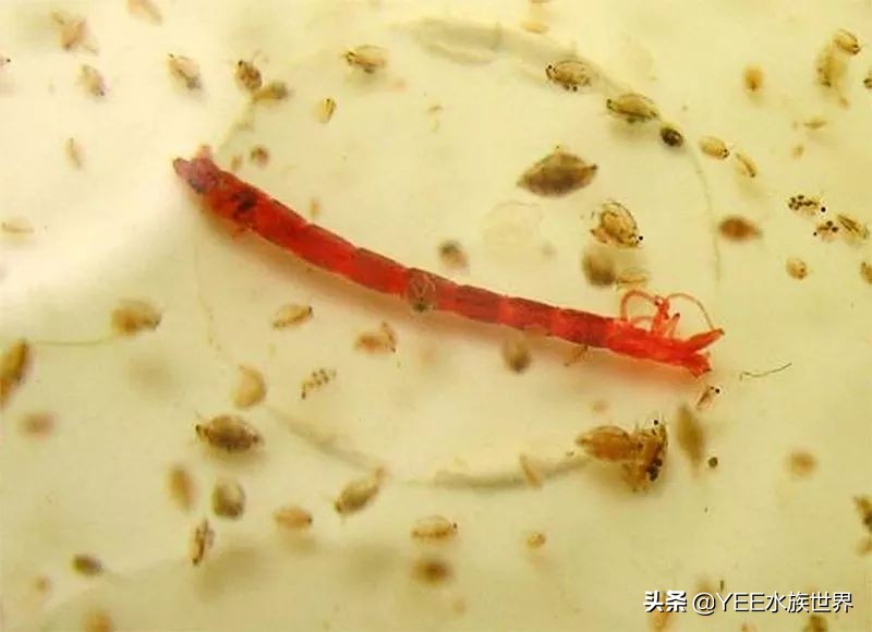 新鱼开口喂什么,新鱼喂活食开口