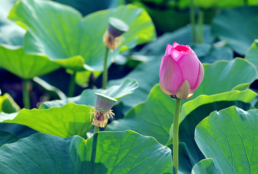 鹤城印象荷花图片,鹤城区看荷花