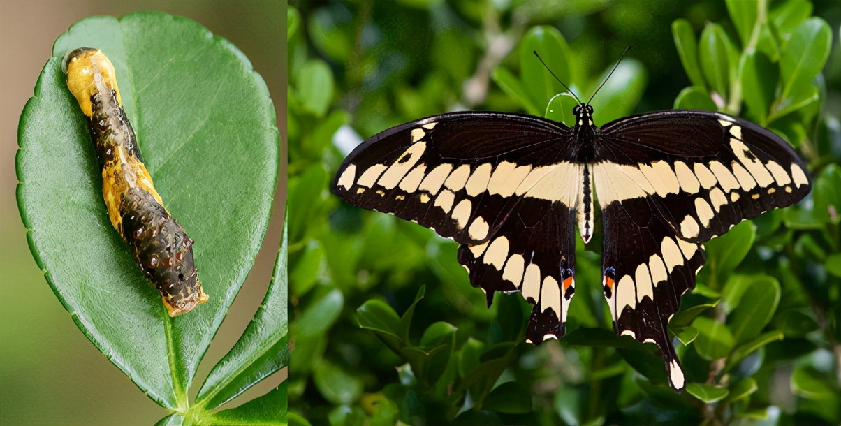 特别的蝴蝶图片,特别的蝴蝶的作文400字
