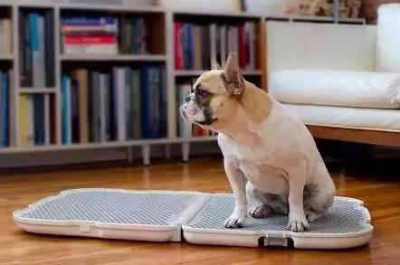 怎么训练狗狗定点上厕所,怎样训练狗狗定点上厕所大小便