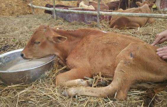 牛胃肠炎症状和治疗方法,牛得传染性肠胃炎怎么治疗