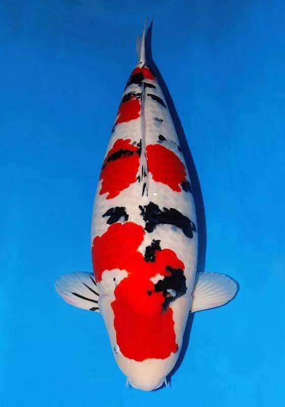 锦鲤突然不吃食是什么原因,锦鲤不吃食有什么办法