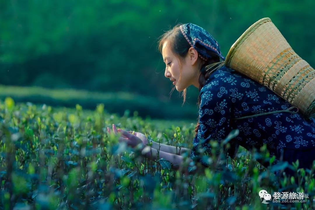 五一去婺源千古茶园,婺源茶文化旅游路线攻略