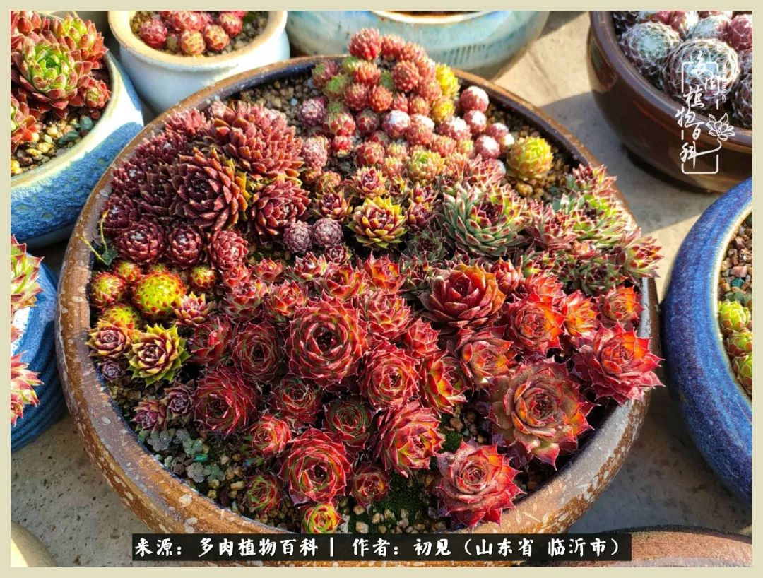 和多肉植物相伴,和多肉相处的心情