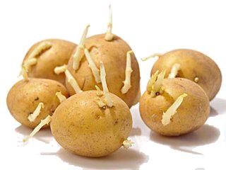 怀孕后不能吃的禁忌食物图片,怀孕后什么不能吃容易流产