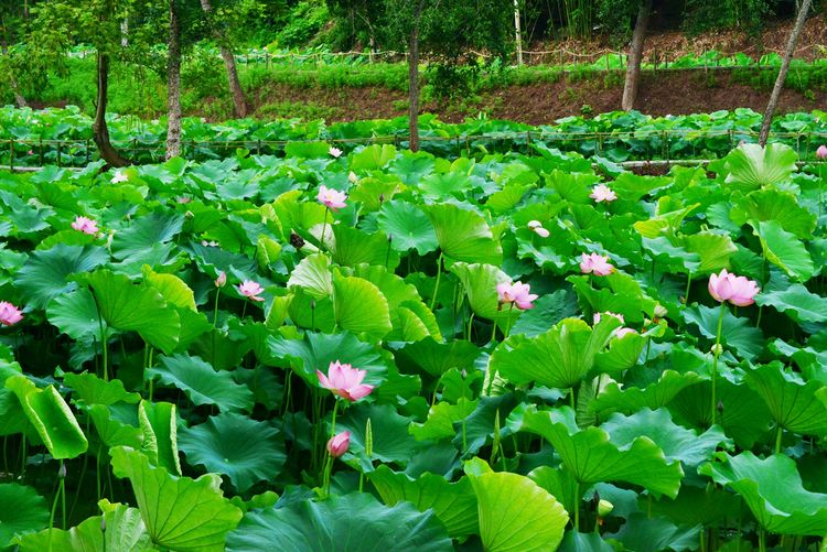 涔愯嚦鑽疯姳鎽勫奖浣滃搧娆ｈ祻,涔愯嚦鍗拌薄鎽勫奖