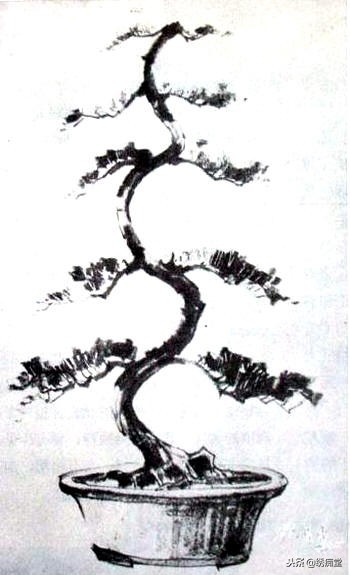 丛林式盆景欣赏,盆景欣赏及制作