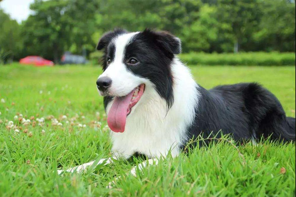 边牧多少钱一只陨石边牧,两只眼睛不一样的边牧值多少钱