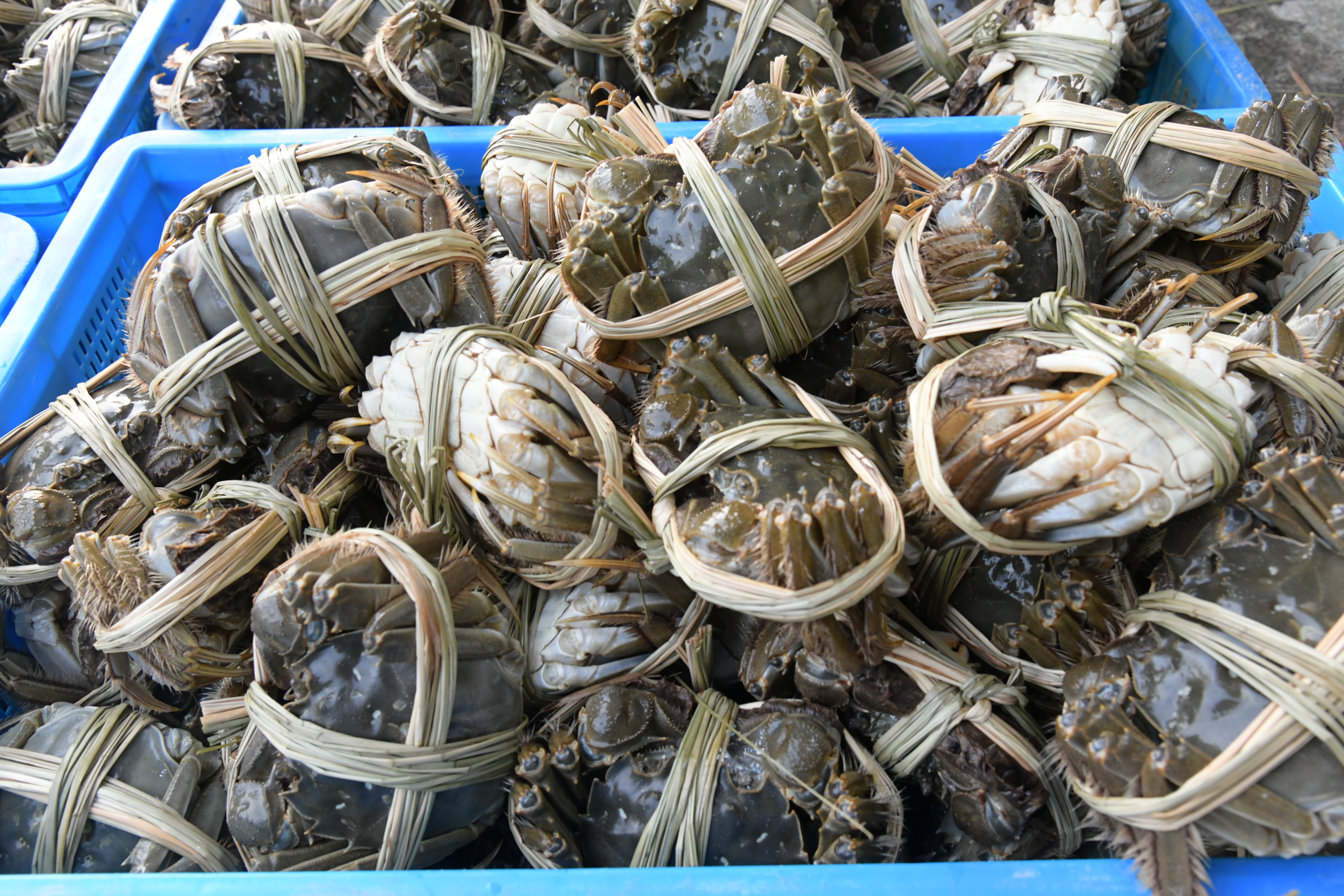 洪泽湖大闸蟹交易市场,洪泽湖大闸蟹批发价格最新行情