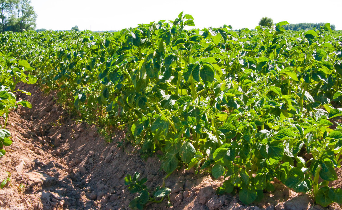 土豆生长期都有哪些病害,土豆早衰的原因及解决方法