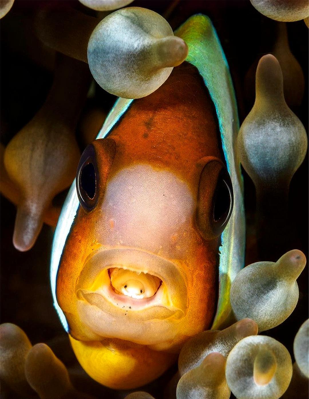 寄生虫咬断鱼的舌头,有什么寄生虫可以改变性别